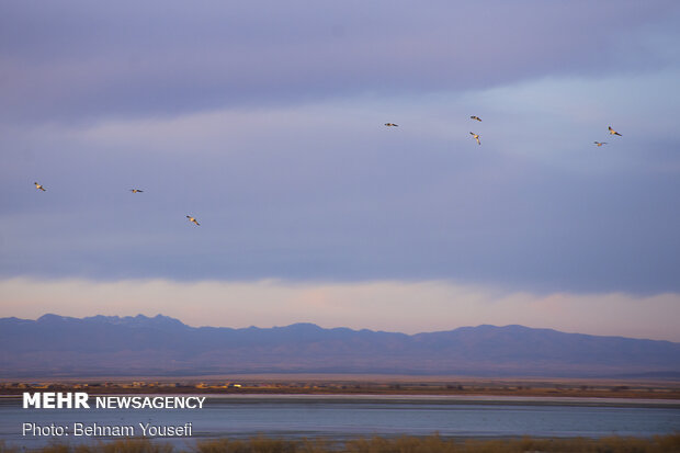 Meighan Wetland in Markazi province