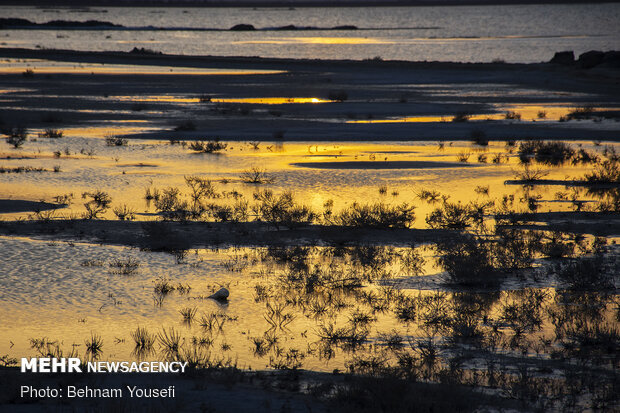 Meighan Wetland in Markazi province