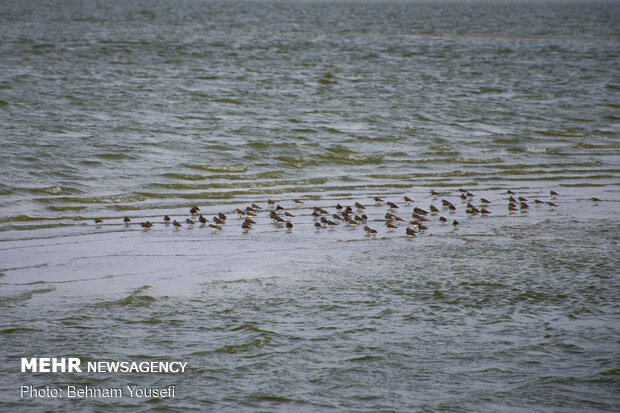 Meighan Wetland in Markazi province