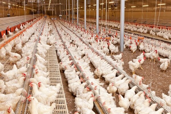 عرضه بیش از ۱۰ هزار کیلوگرم مرغ خارج از شبکه توزیع در حاجی‌آباد