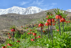 وادى تغطيه زهور البوقية بمحافظة "إصفهان" وسط ايران / صور