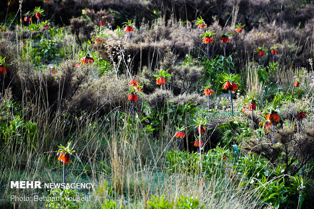 ​Khwansar inverted tulips plain
