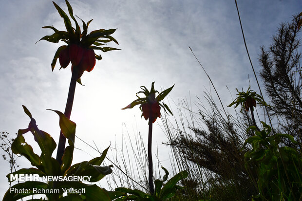 ​Khwansar inverted tulips plain
