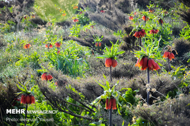 ​Khwansar inverted tulips plain
