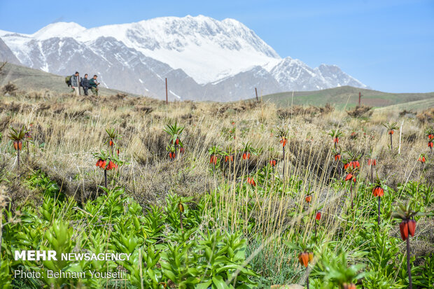 ​Khwansar inverted tulips plain
