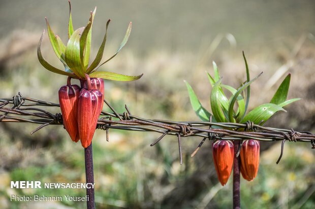 ​Khwansar inverted tulips plain
