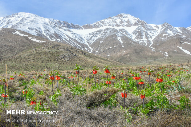 سهل زهور البوقية بمحافظة "إصفهان" وسط ايران