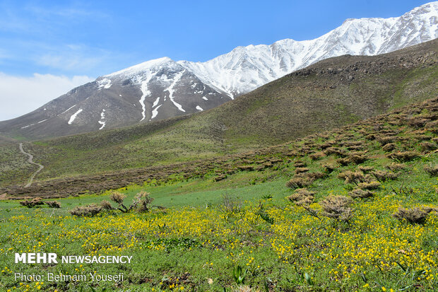 ​Khwansar inverted tulips plain
