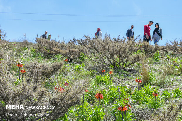 ​Khwansar inverted tulips plain
