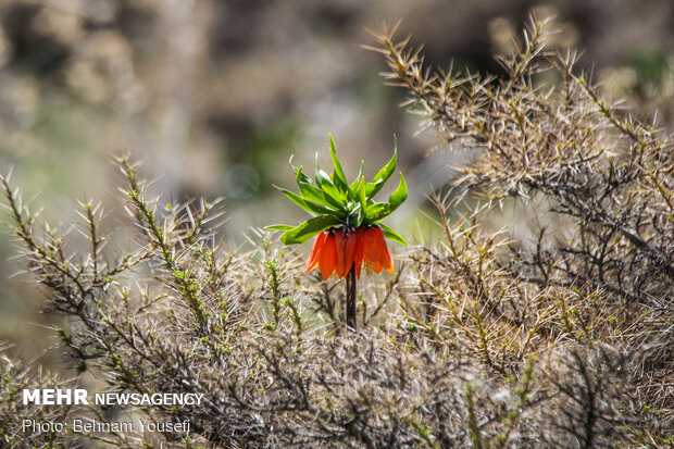 ​Khwansar inverted tulips plain
