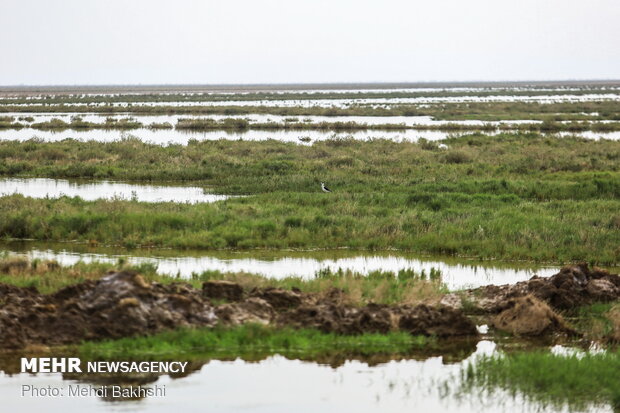 Revived Hawz Mereh wetland hosts migratory birds