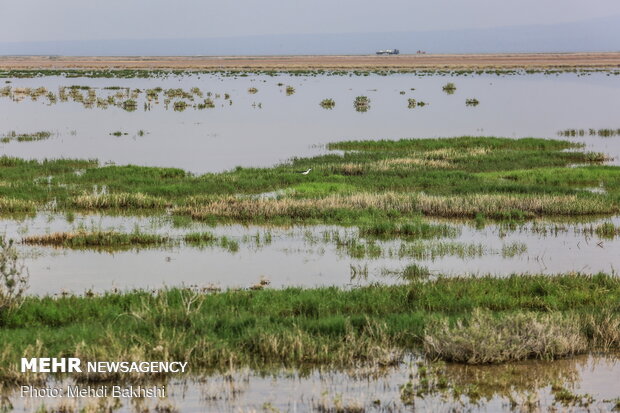 Revived Hawz Mereh wetland hosts migratory birds