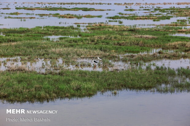 Revived Hawz Mereh wetland hosts migratory birds