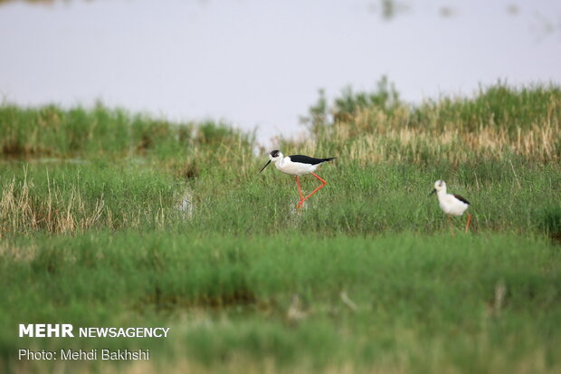 Revived Hawz Mereh wetland hosts migratory birds