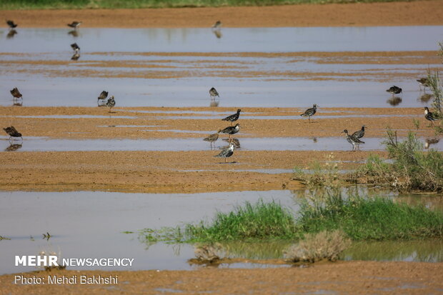 Revived Hawz Mereh wetland hosts migratory birds