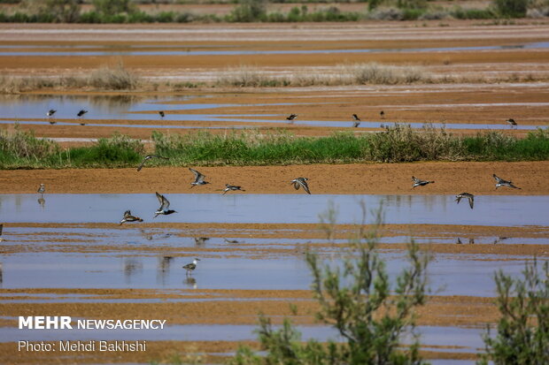 Revived Hawz Mereh wetland hosts migratory birds