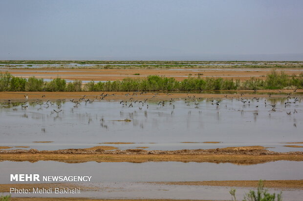 Revived Hawz Mereh wetland hosts migratory birds