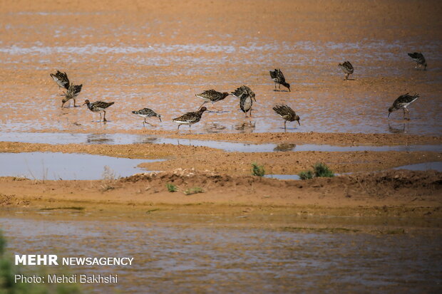 Revived Hawz Mereh wetland hosts migratory birds