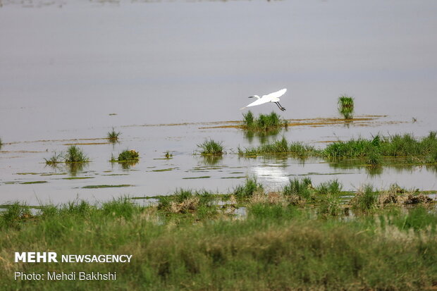 Revived Hawz Mereh wetland hosts migratory birds