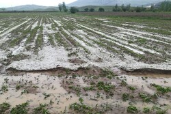 سیل و تگرگ به۶۰۰ هکتار مزارع کشاورزی ارومیه خسارت زد