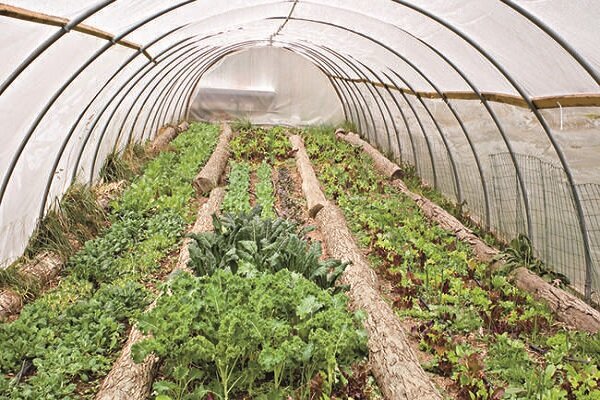 کاهش بارندگی موجب گرایش کشاورزان به سمت توسعه گلخانه ها شده است