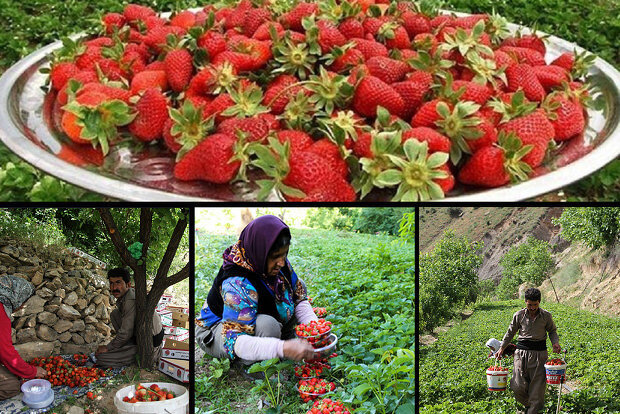 سایه دلالی برسرطلای سرخ / توت‌فرنگی کاران منتظرتحقق وعده دولت هستند