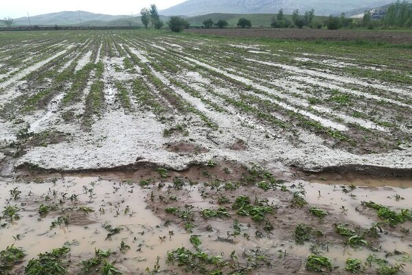 تگرگ ۸۷۰ میلیارد ریال به بخش کشاورزی آذربایجان غربی خسارت زد