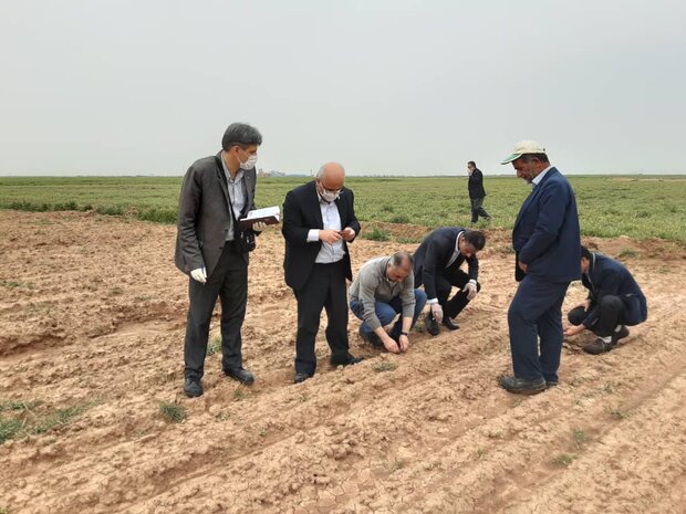 ۹۰۰ هکتار از مزارع کشاورزی قزوین به زیر کشت چغندر قند رفت