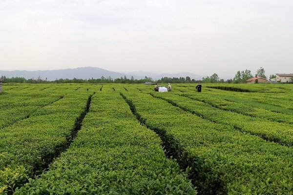 وجود ۶ هزار هکتار باغ چای رها شده در استان های شمالی