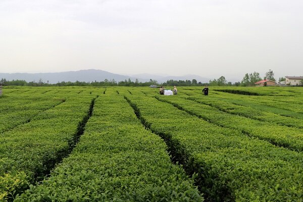 شرایط لاهیجان برای ثبت جهانی به عنوان پایتخت چای ایران بررسی شد