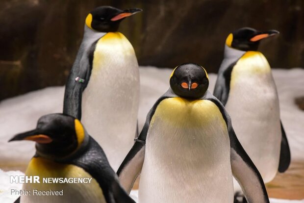 زندگی پنگوئن‌ها در پارک اوشن هنگ کنگ