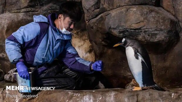 زندگی پنگوئن‌ها در پارک اوشن هنگ کنگ