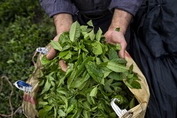 İran'da çay hasadı başladı