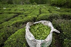برداشت ۸۳ هزار تن برگ سبز چای
