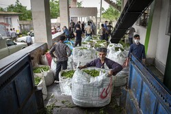 امضای قرارداد  با ۷۲ کارخانه چایسازی برای خرید برگ سبز چای