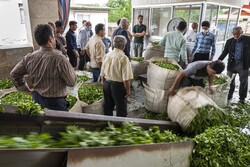 خرید بیش از ۲۰ هزار تن برگ سبز چای از چایکاران شمال/ ۳۰ میلیارد تومان مطالبات پرداخت شد