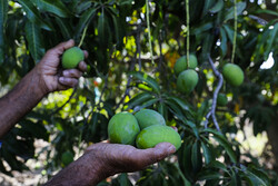 ۲ هزار و ۸۰۰ هکتار از باغات هرمزگان به درختان انبه اختصاص دارد