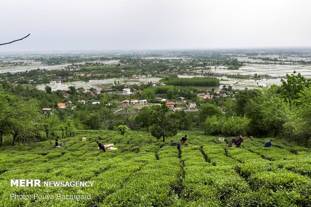 Harvesting tea in Gilan province