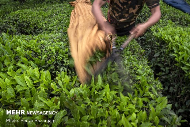 Harvesting tea in Gilan province