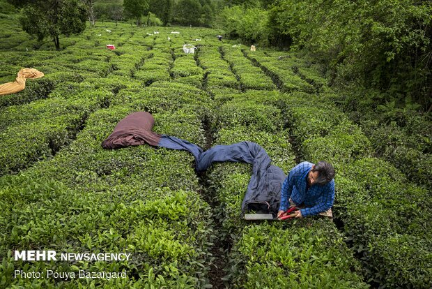 Harvesting tea in Gilan province