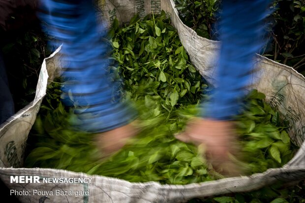 Harvesting tea in Gilan province