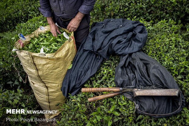 Harvesting tea in Gilan province