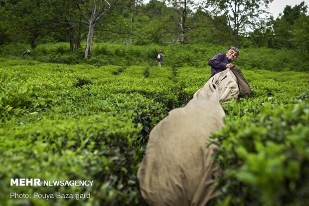 Harvesting tea in Gilan province
