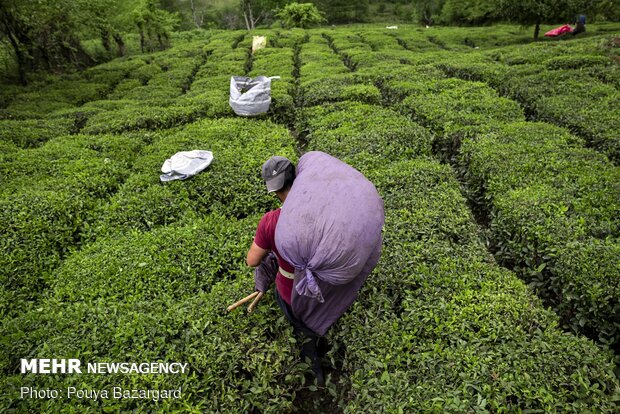 Harvesting tea in Gilan province