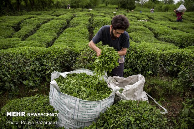 Harvesting tea in Gilan province