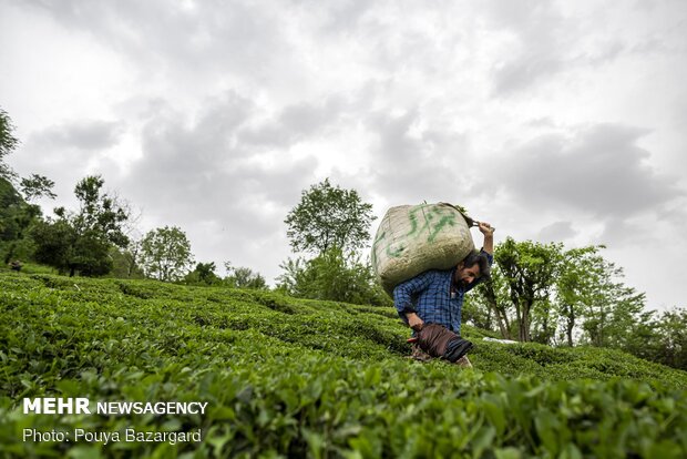 Harvesting tea in Gilan province