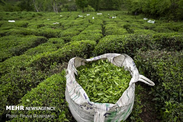 افزایش ۱۷ درصدی خرید برگ سبز چای از چایکاران شمال 