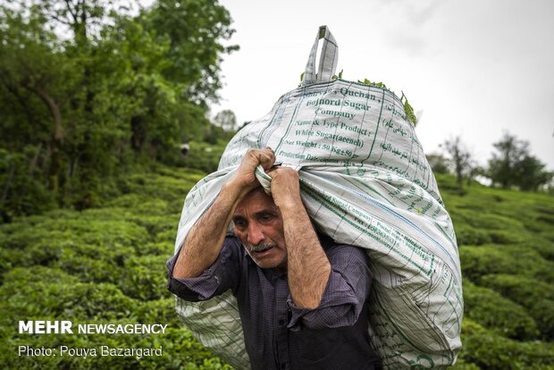 Harvesting tea in Gilan province