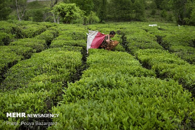 تولید چای در کشور ۲۵ درصد افزایش یافت
