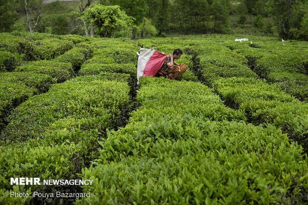 Harvesting tea in Gilan province